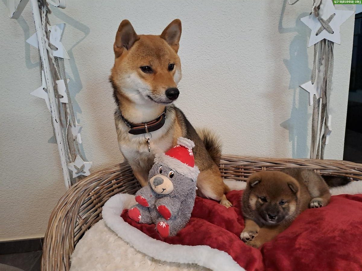 Bild 4: Shiba Inu Rüde Bandaj & Benjiro vom Zwärgehüsli mit Stammbaum