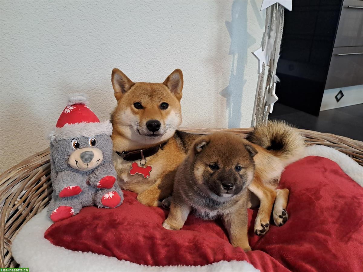 Bild 5: Shiba Inu Rüde Bandaj & Benjiro vom Zwärgehüsli mit Stammbaum