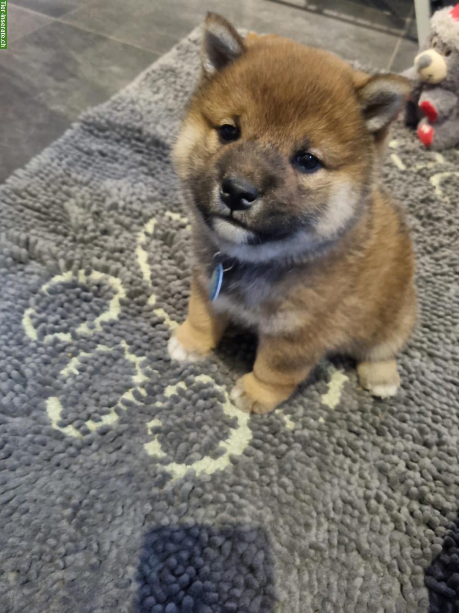 Bild 6: Shiba Inu Rüde Bandaj & Benjiro vom Zwärgehüsli mit Stammbaum