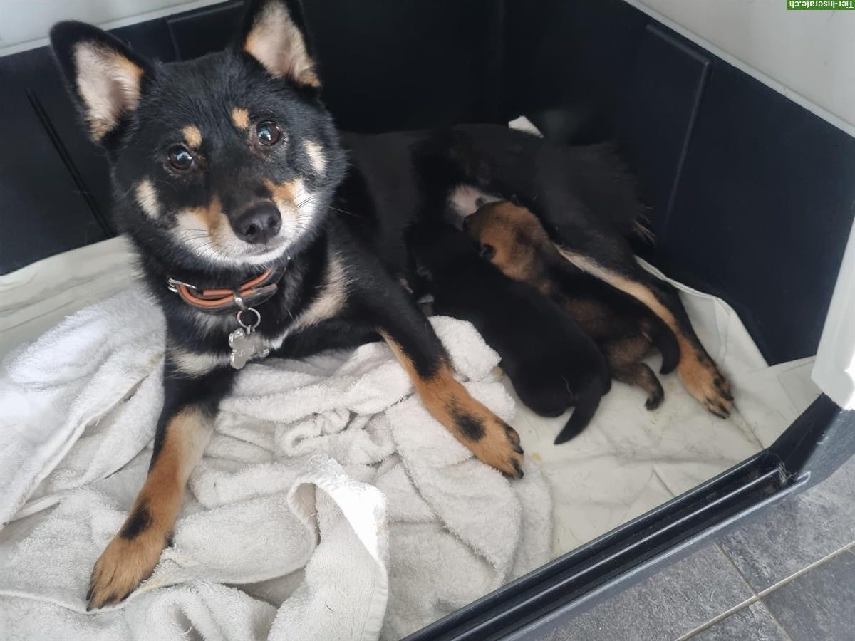 Bild 8: Shiba Inu Rüde Bandaj & Benjiro vom Zwärgehüsli mit Stammbaum