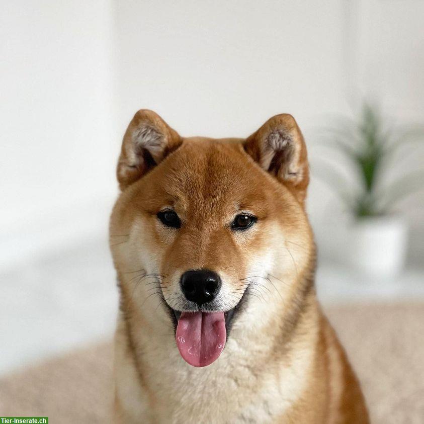 Bild 9: Shiba Inu Rüde Bandaj & Benjiro vom Zwärgehüsli mit Stammbaum