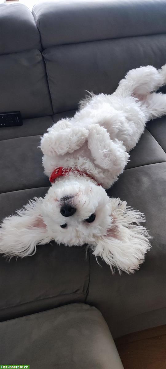 Coton de Tulèar x Bichon Hündin sucht ein Zuhause