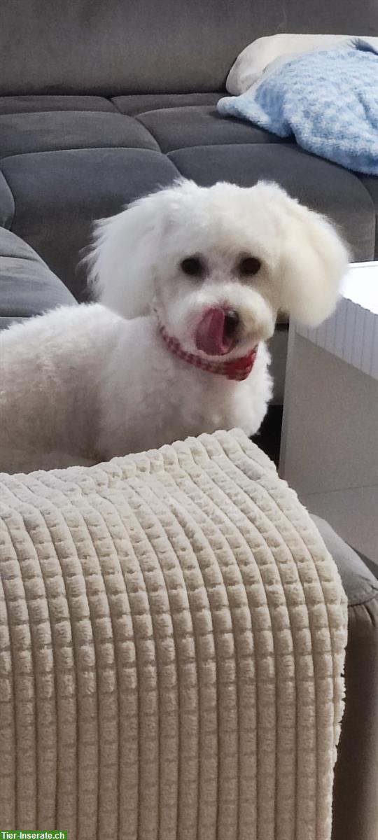 Bild 3: Coton de Tulèar x Bichon Hündin sucht ein Zuhause