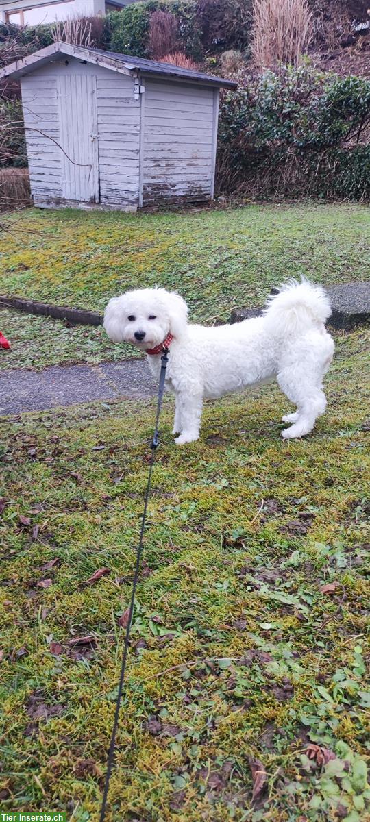 Bild 4: Coton de Tulèar x Bichon Hündin sucht ein Zuhause