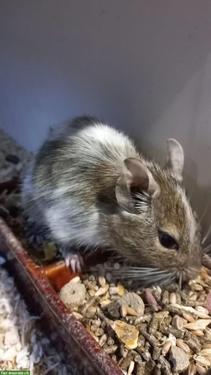 2 Degu Weibchen mit Gehege abzugeben