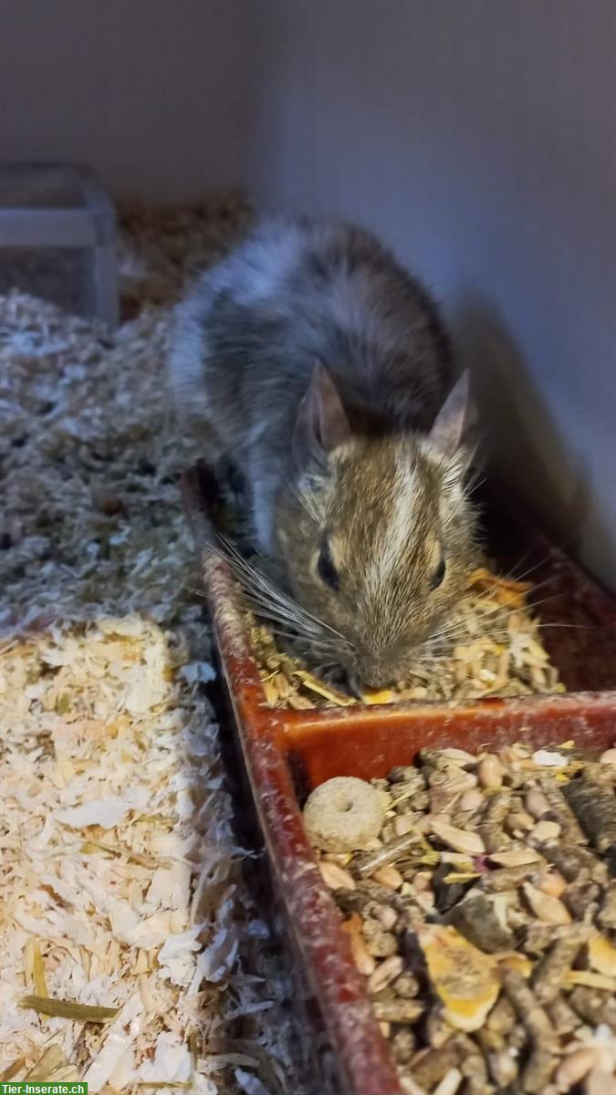 Bild 2: 2 Degu Weibchen mit Gehege abzugeben