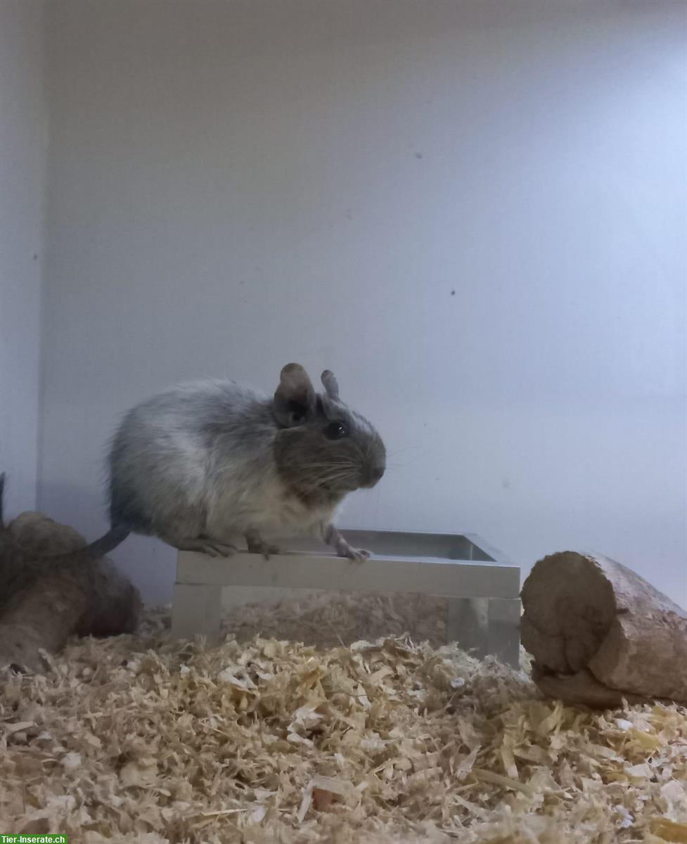 Bild 3: 2 Degu Weibchen mit Gehege abzugeben