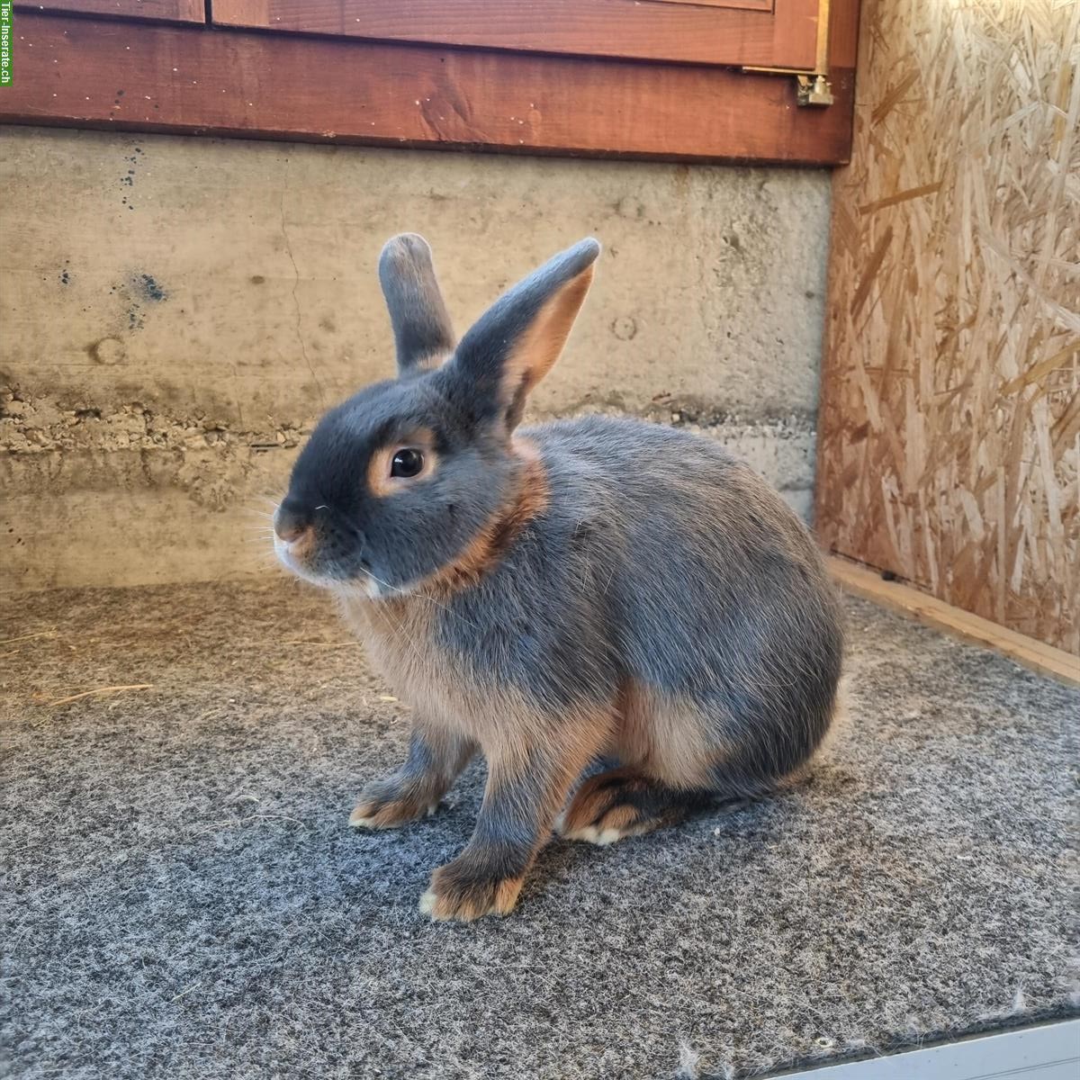 Bild 2: Zutrauliche blau Lohkaninchen Zippen