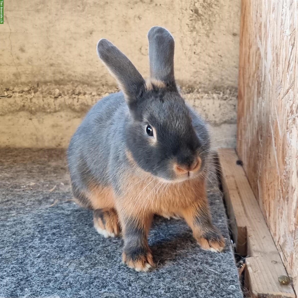 Bild 3: Zutrauliche blau Lohkaninchen Zippen