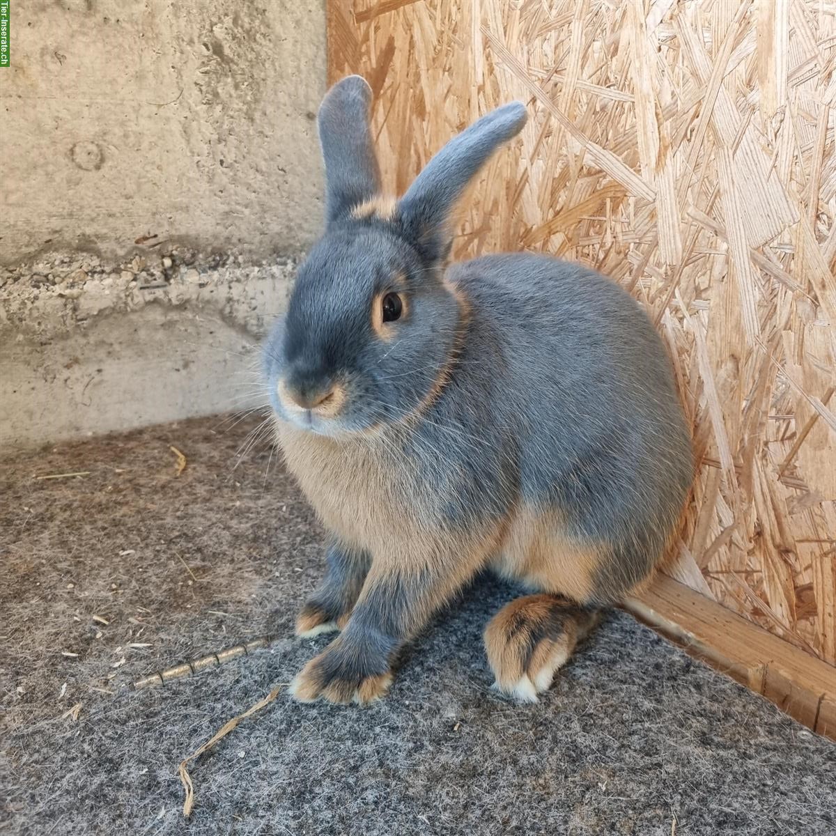 Bild 4: Zutrauliche blau Lohkaninchen Zippen