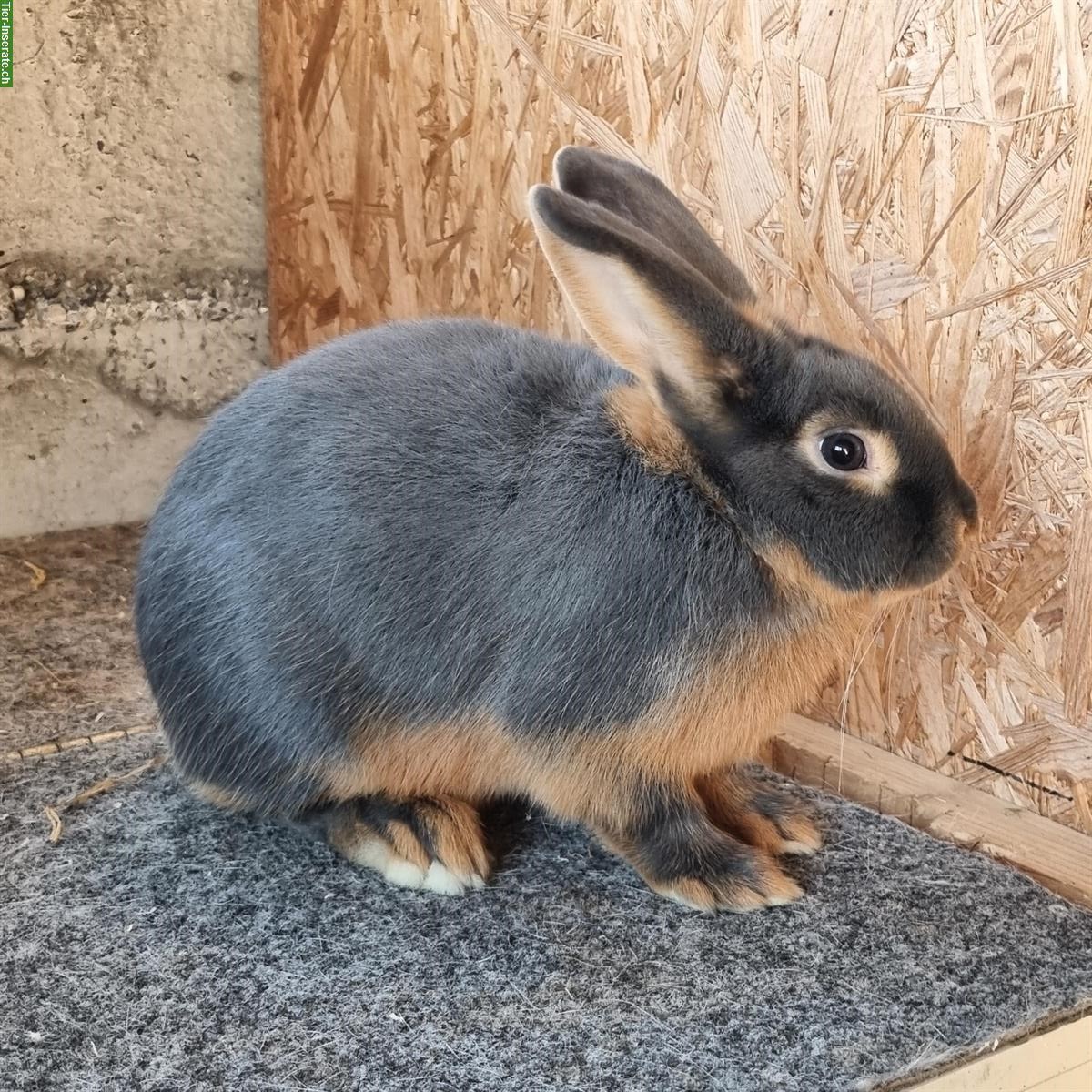 Bild 5: Zutrauliche blau Lohkaninchen Zippen