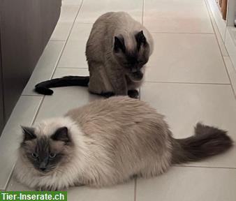 Katzen Micky & Nala 5j. suchen Zuhause in Wohnungshaltung