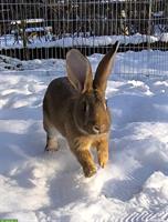 Mini Rex Häsin Izzy sucht liebevolles Zuhause