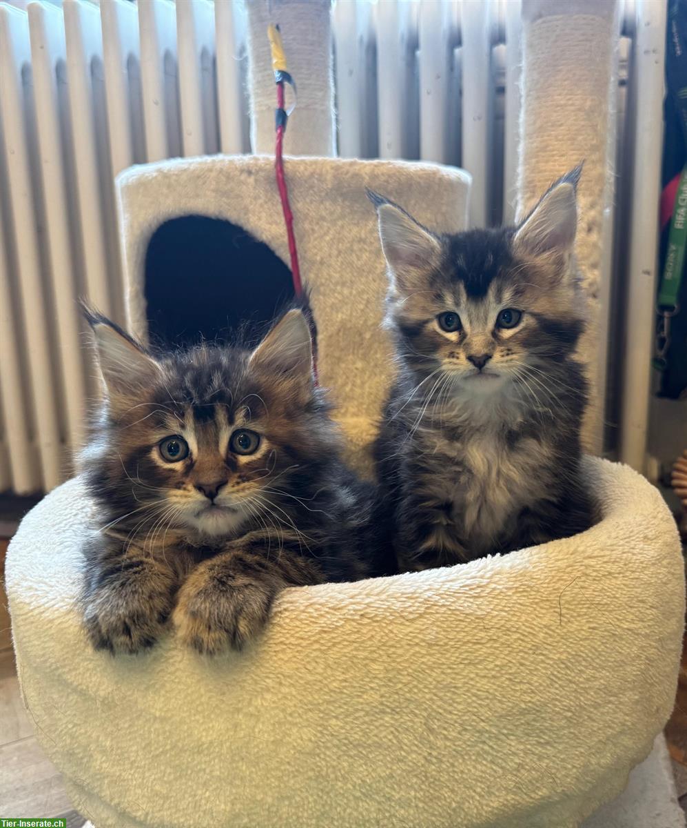 Wunderschöne Maine Coon Kitten mit Stammbaum