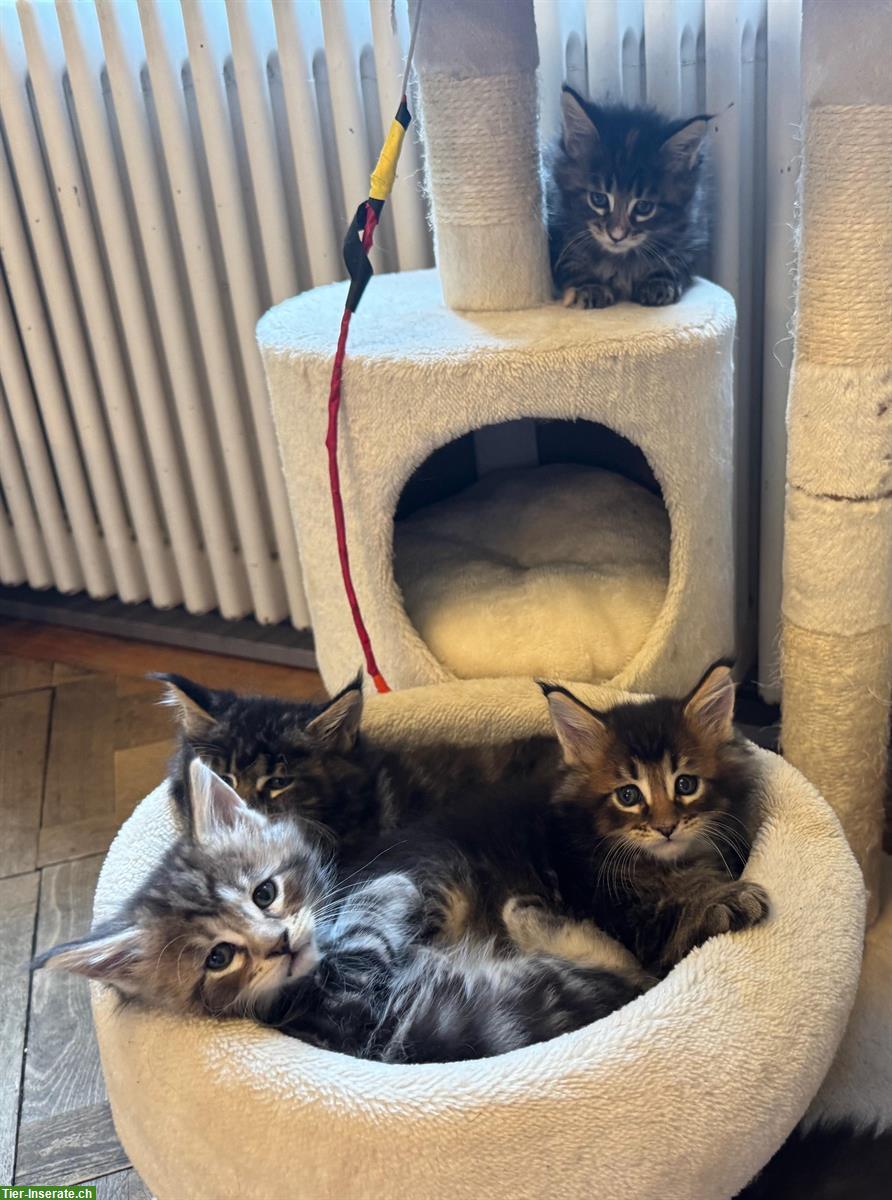 Bild 3: Wunderschöne Maine Coon Kitten mit Stammbaum