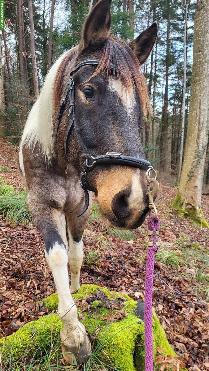 Bild 3: Reitbeteiligung für Paint Wallach im Baselland