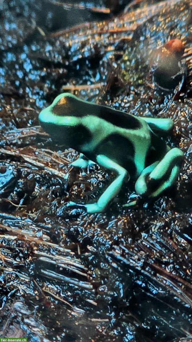 Dendrobates Auratus Karibik zu verkaufen