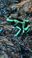 Dendrobates Auratus Karibik zu verkaufen