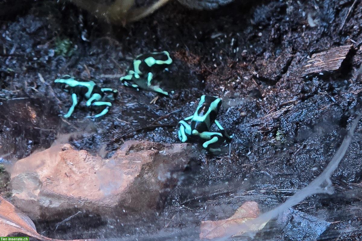 Bild 2: Dendrobates Auratus Karibik zu verkaufen