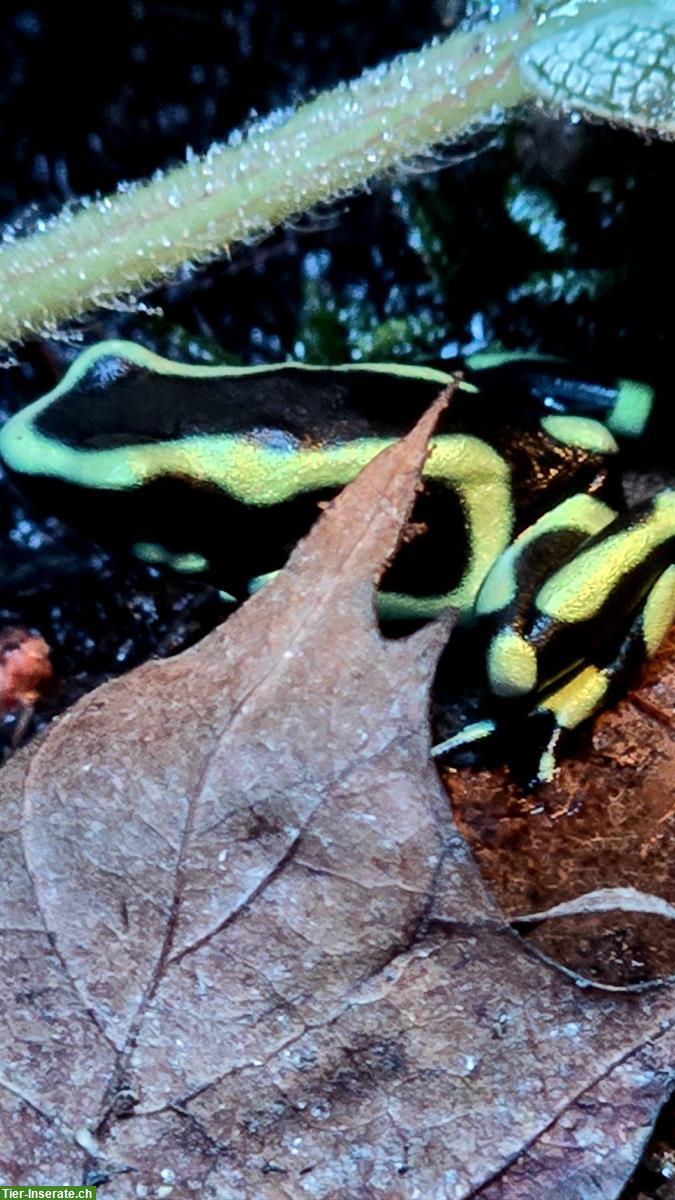 Bild 3: Dendrobates Auratus Karibik zu verkaufen