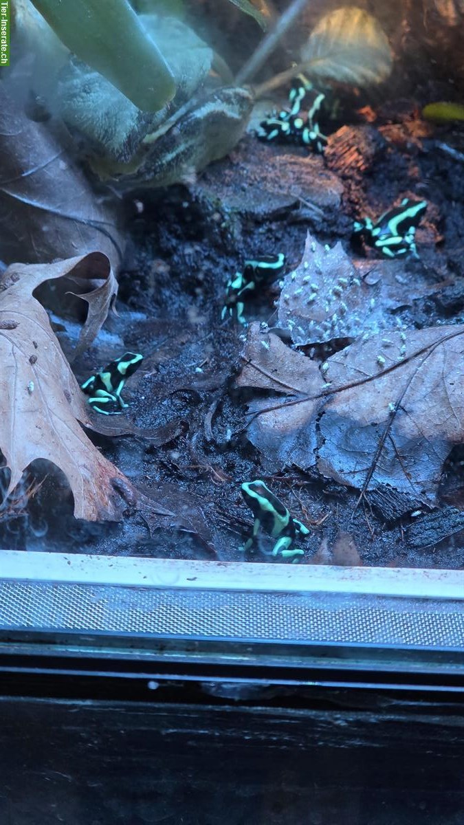 Bild 4: Dendrobates Auratus Karibik zu verkaufen