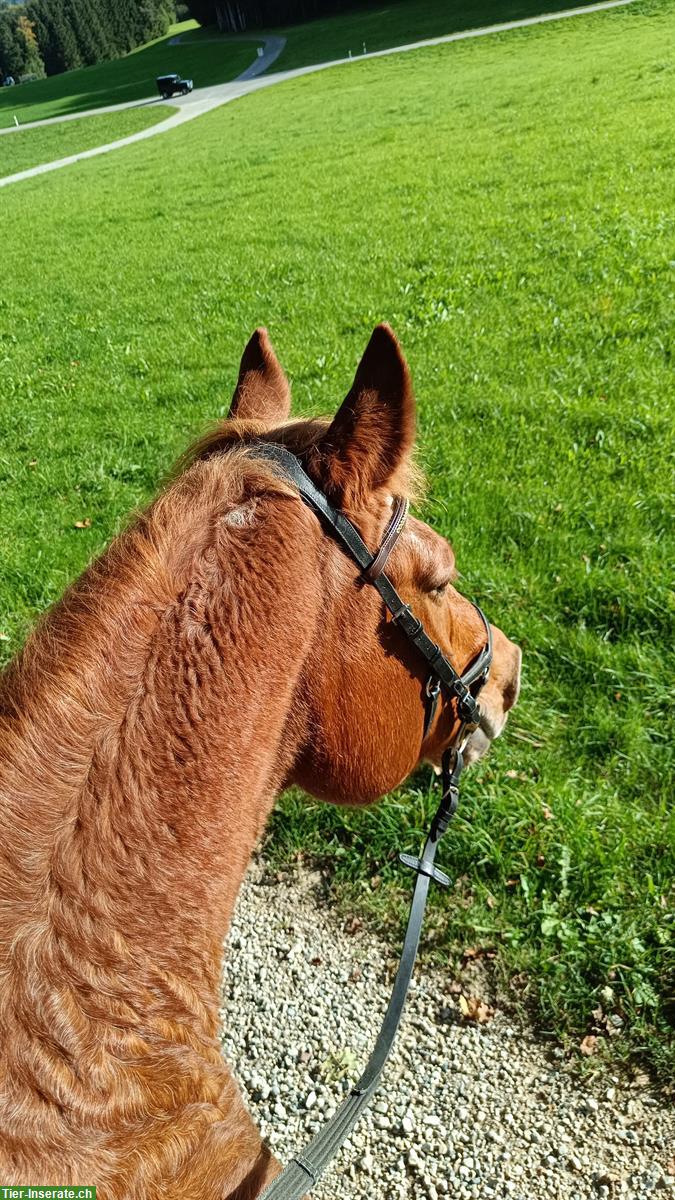 Reitbeteiligung auf 23-jähriger Fribi Stute