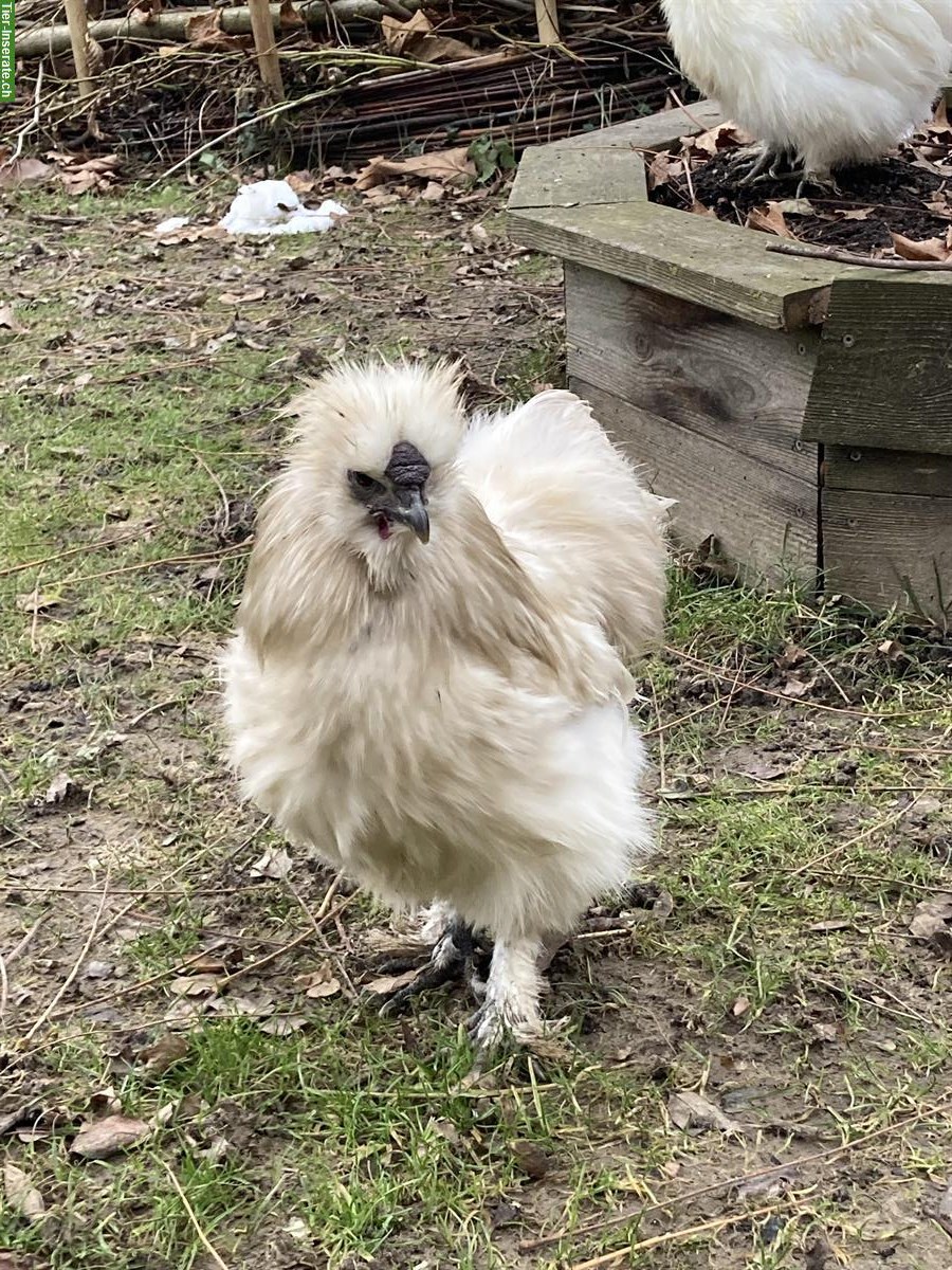 Seidenhuhn Hahn abzugeben