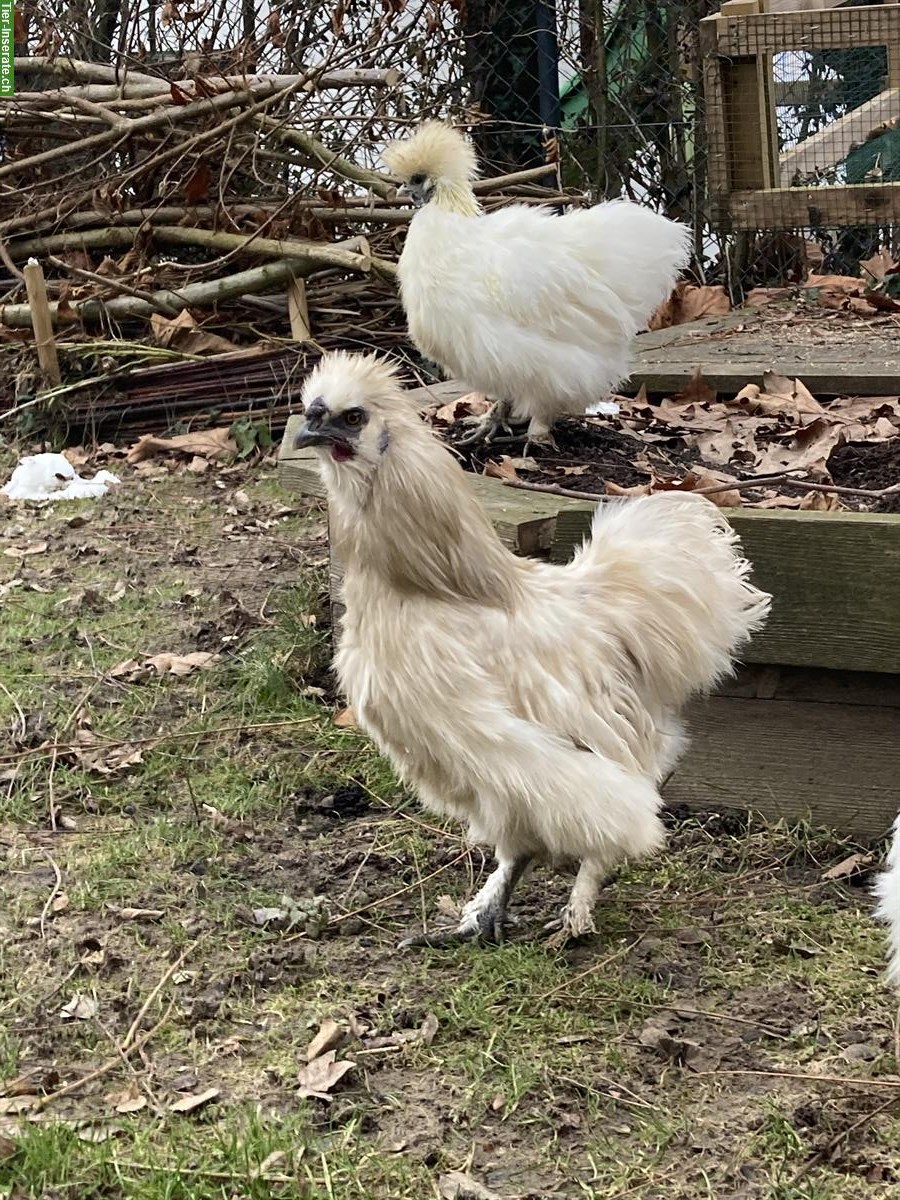 Bild 2: Seidenhuhn Hahn abzugeben