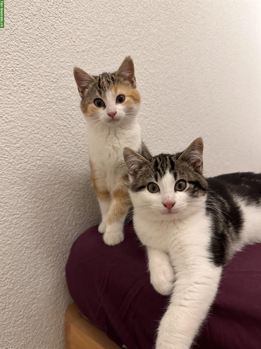 Junge Büsi suchen zuhause, 2 Katzen & 2 Katerli