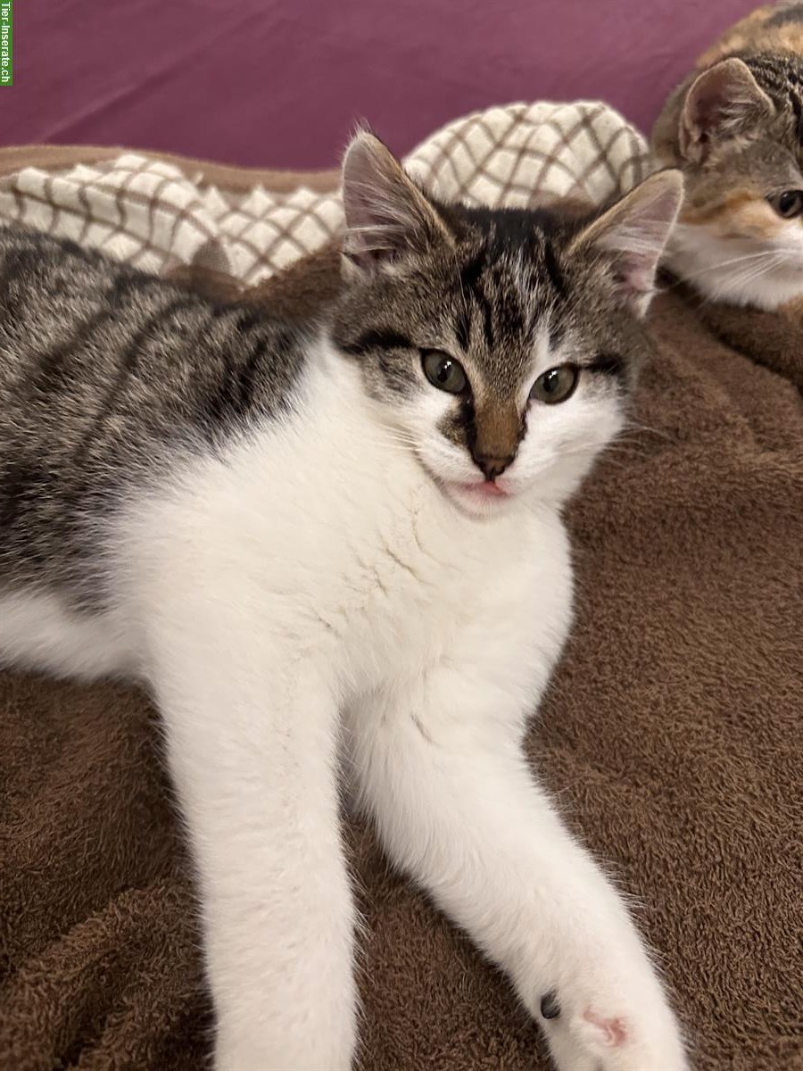 Bild 5: Junge Büsi suchen zuhause, 2 Katzen & 2 Katerli