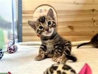 Reinrassige Bengal Kitten vom Züchter mit Stammbaum