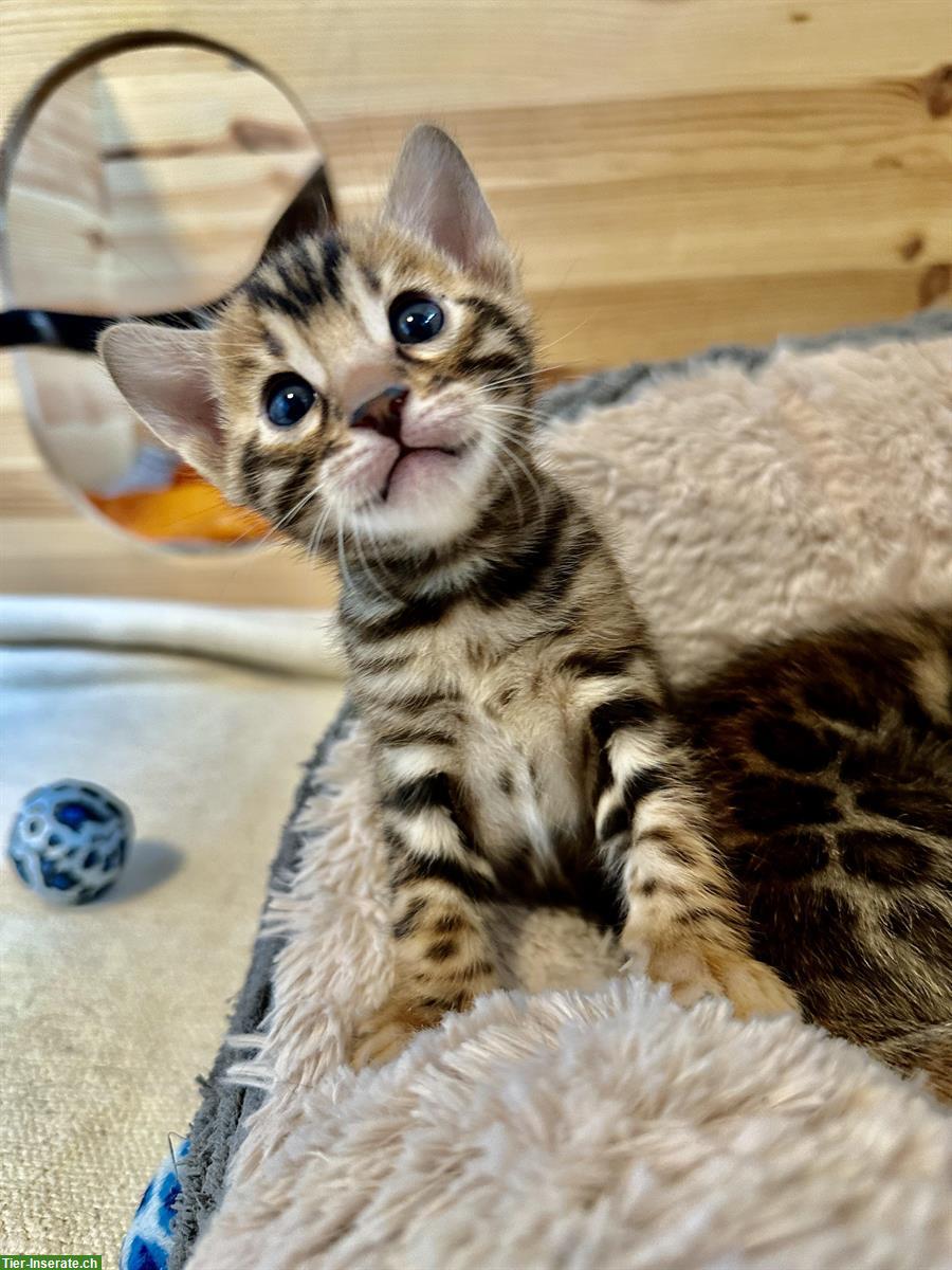 Bild 3: Reinrassige Bengal Kitten vom Züchter mit Stammbaum