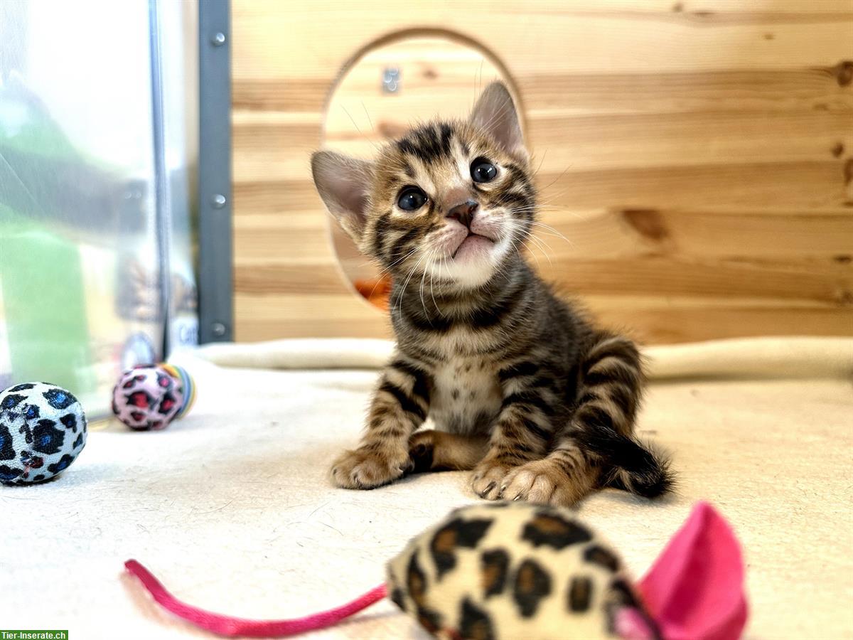 Bild 4: Reinrassige Bengal Kitten vom Züchter mit Stammbaum