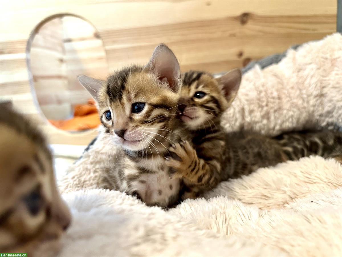 Bild 5: Reinrassige Bengal Kitten vom Züchter mit Stammbaum