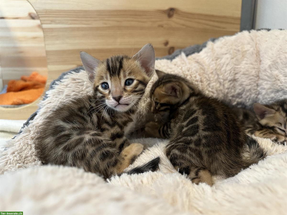 Bild 7: Reinrassige Bengal Kitten vom Züchter mit Stammbaum