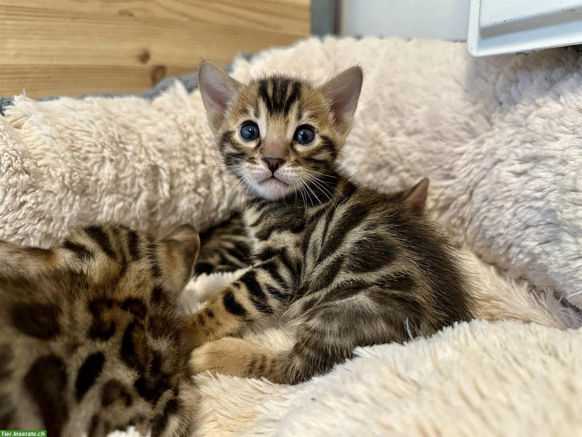 Bild 8: Reinrassige Bengal Kitten vom Züchter mit Stammbaum