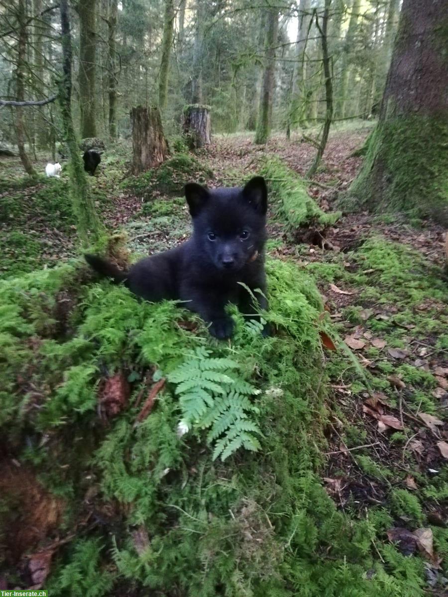 Schipperke Welpen mit FCI Stammbaum