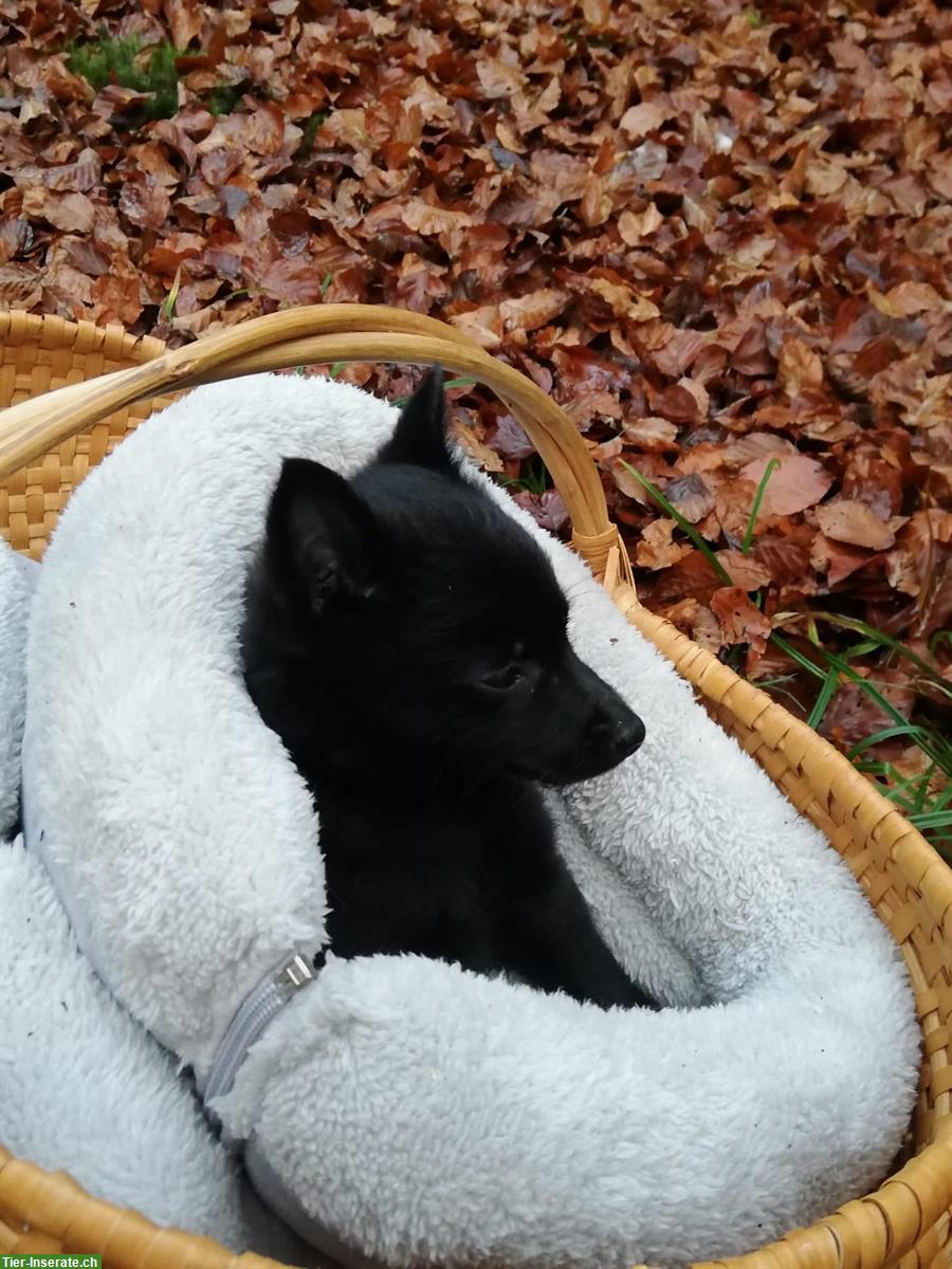 Bild 2: Schipperke Welpen mit FCI Stammbaum