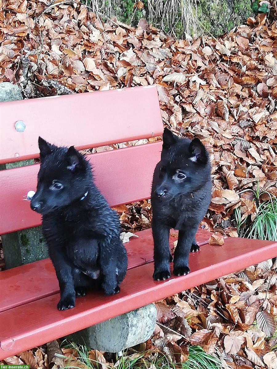 Bild 3: Schipperke Welpen mit FCI Stammbaum