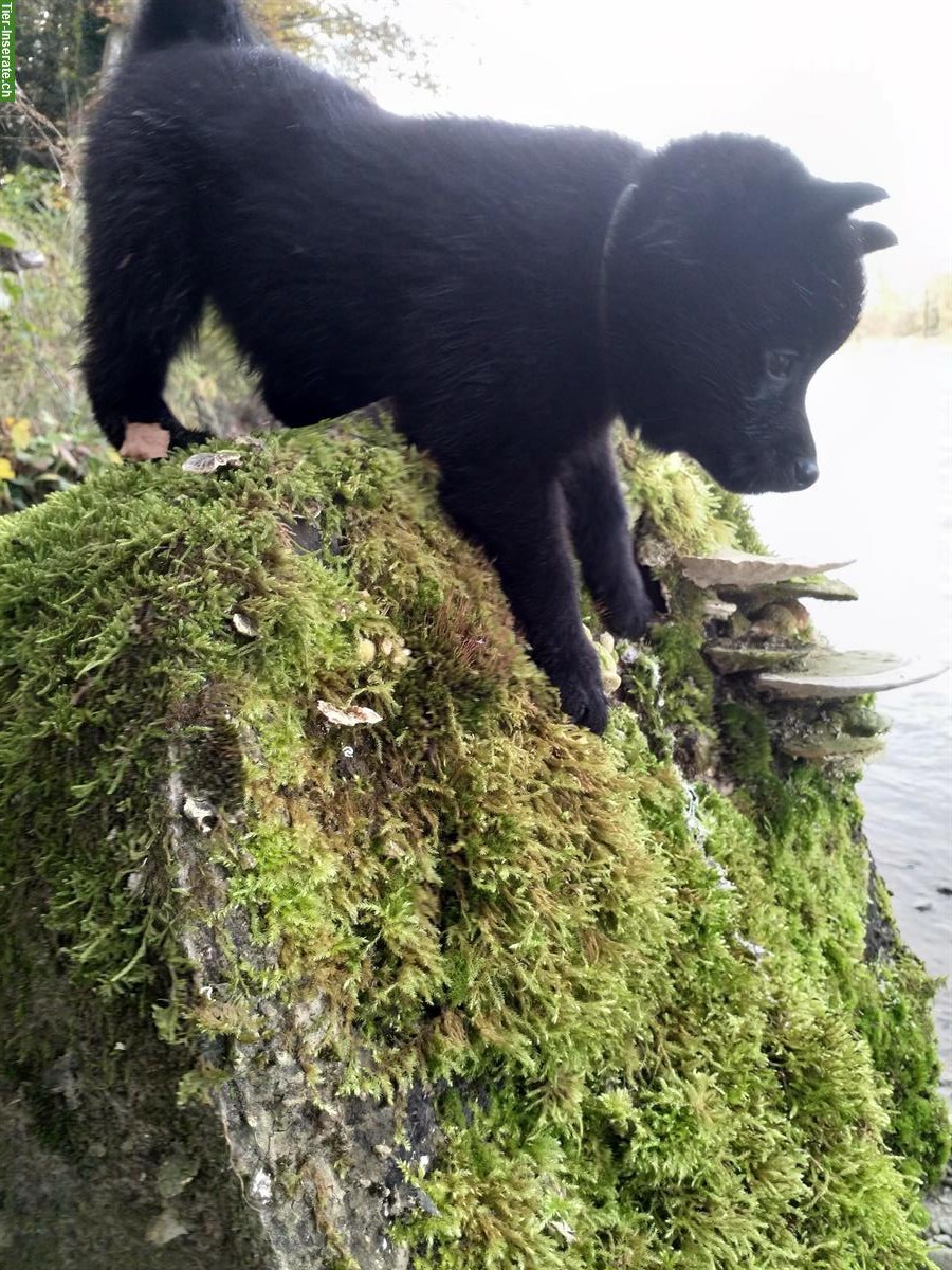 Bild 4: Schipperke Welpen mit FCI Stammbaum