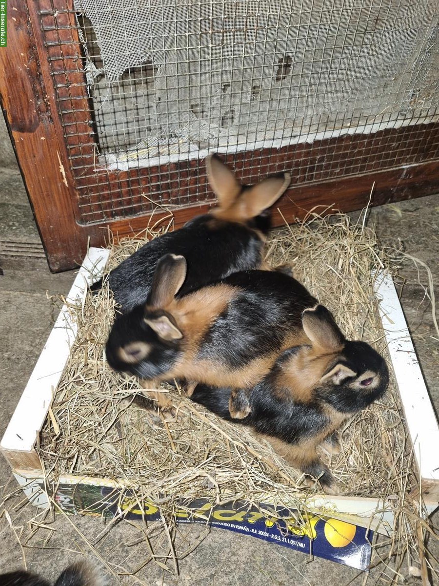 Bild 2: 3 Wunderschöne LohnKaninchen zu verkaufen