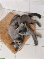 2 British Shorthair Katzen abzugeben, M und W