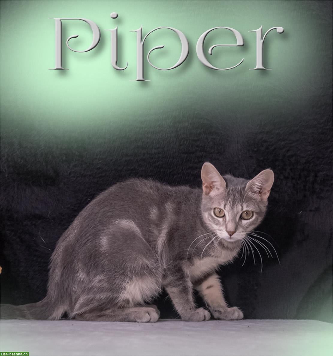 Bild 3: Piper, eine bildhübsche Kartäuser mix Katze!