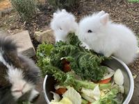 2 weisse Löwenköpfchen Zwergkaninchen