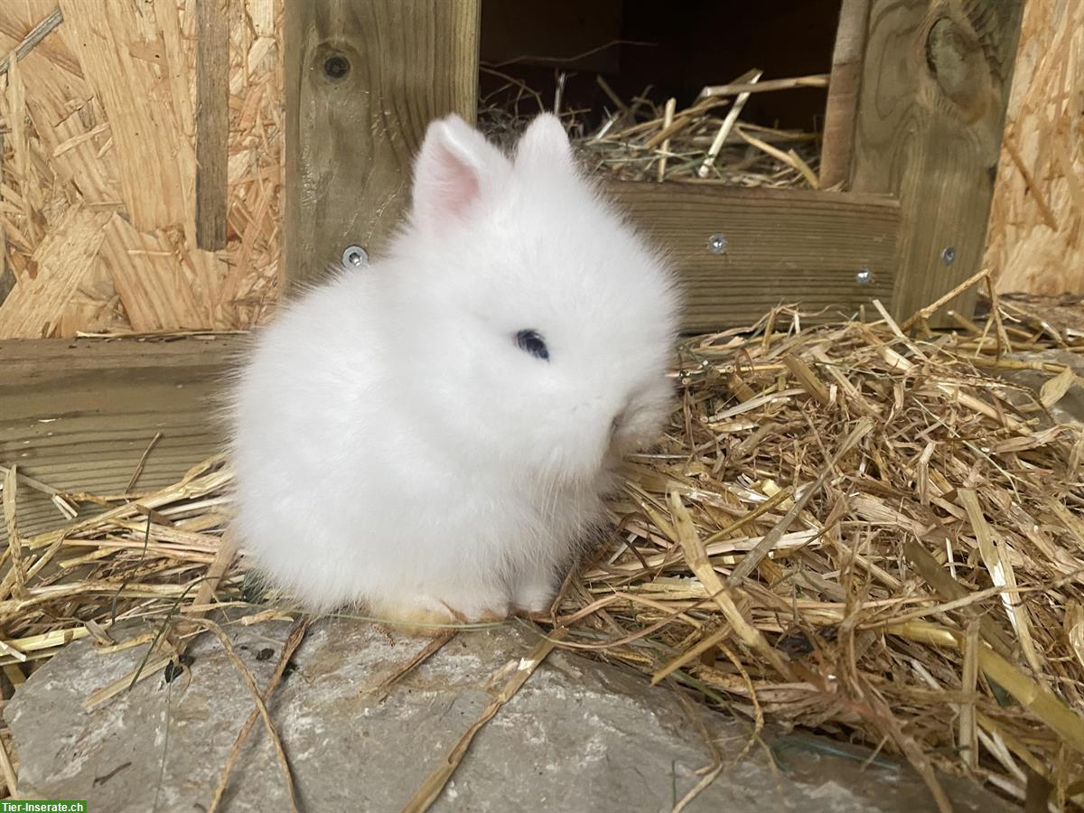 Bild 2: 2 weisse Löwenköpfchen Zwergkaninchen