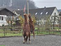 Stallhilfe gesucht für Morgenstall in 9517 Mettlen TG