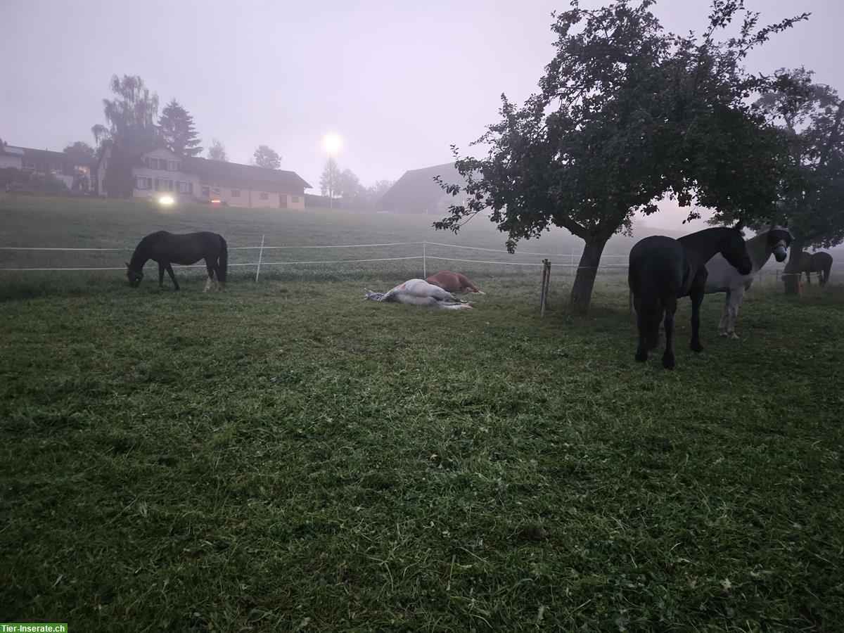 Bild 2: Stallhilfe gesucht für Morgenstall in 9517 Mettlen TG