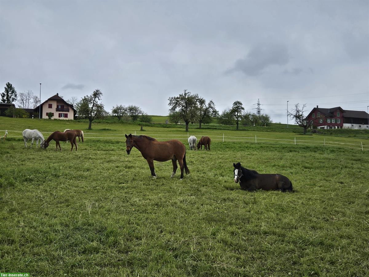 Bild 5: Stallhilfe gesucht für Morgenstall in 9517 Mettlen TG