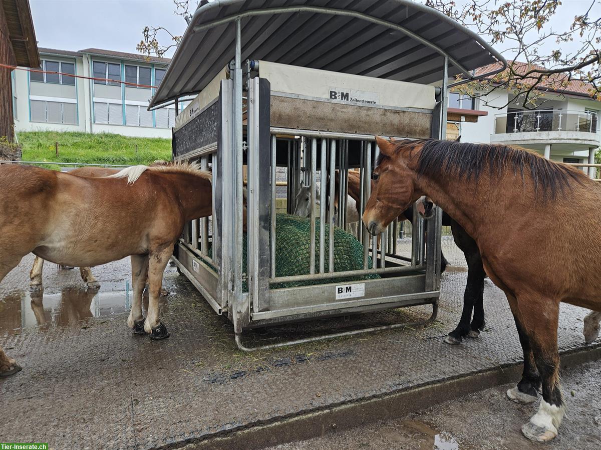 Bild 6: Stallhilfe gesucht für Morgenstall in 9517 Mettlen TG