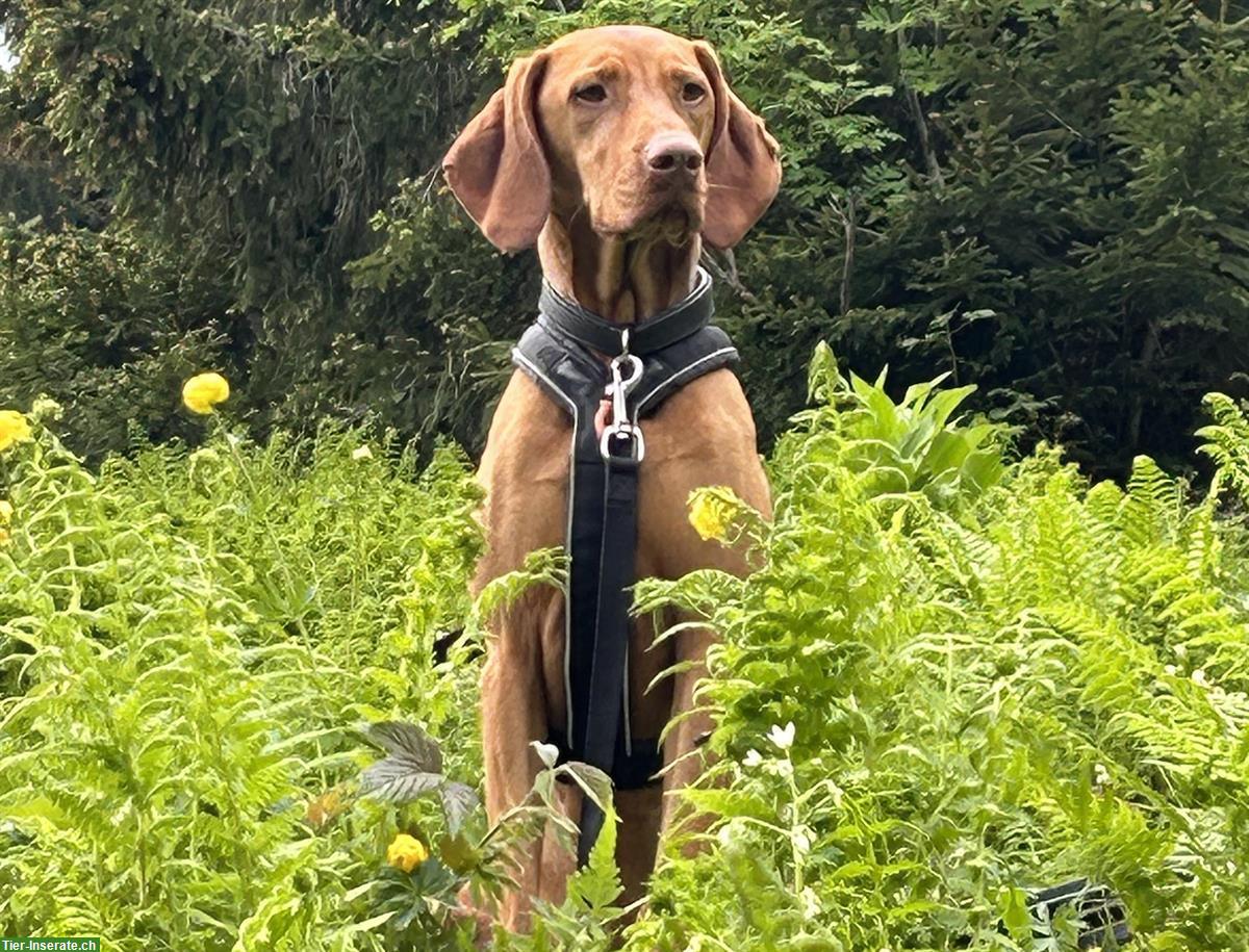 Magyar Vizsla Hündin sucht liebevolles, aktives Zuhause